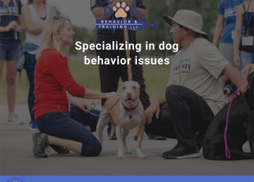 Tally Dog Behavior - WPTallahassee, Tallahassee Web Design